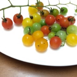 トマト2.jpg