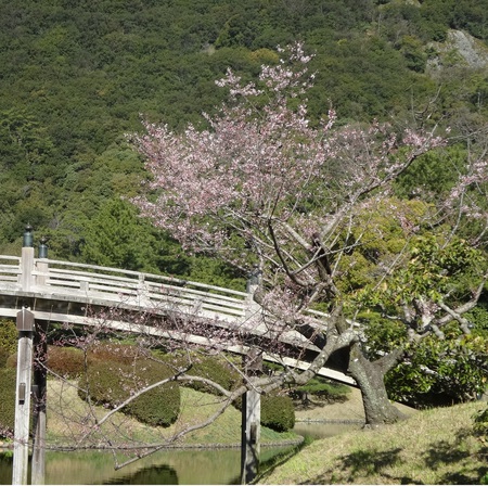 sakura1.jpg