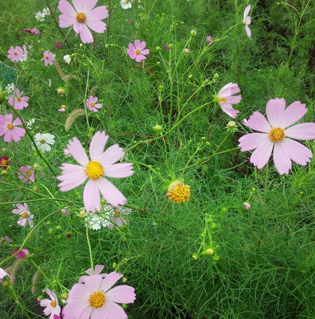 秋桜_160929.jpg