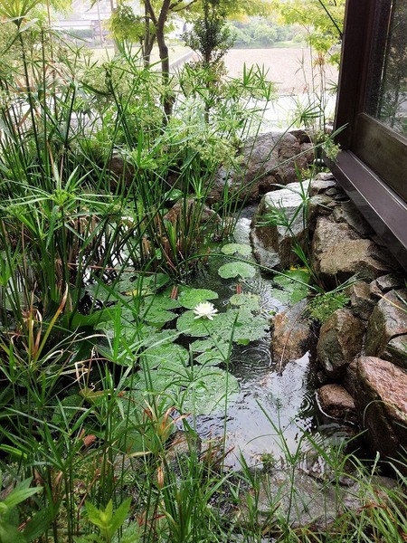 高松町スイレン.jpg